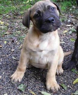 Bullmastiff/ Hundewelpen zu verkaufen 