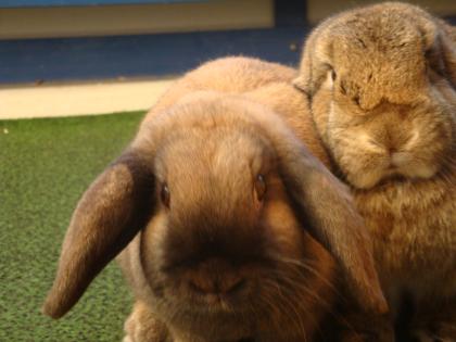 Widder Hasenpaar in Liebevolle Hände abzugeben