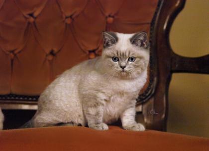 BKH-zuckersüßer Herzensbrecher in blue-tabby-point in allerbeste Hände abzugeben