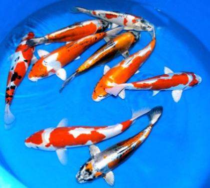 Goldfische-Teichfische-Koi // Fa.Fördefisch