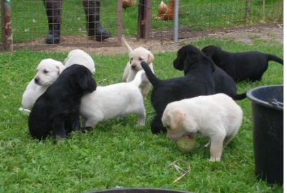     **Super Süße Labrador/G.Retriver Welpen Schwarz, Braun,Weiß**!!!!   