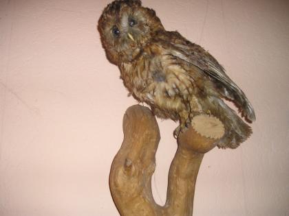 Sehr schöne paparierte  Eule auf Holzstamm 