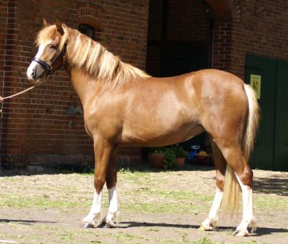 Hübscher Welsh-Pony Stute und Wallach zu verkaufen! 