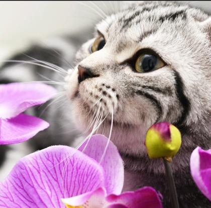 Ab.dem 27.03 erwarten wir unsere whiskas) bkh Silber tabby Wurf