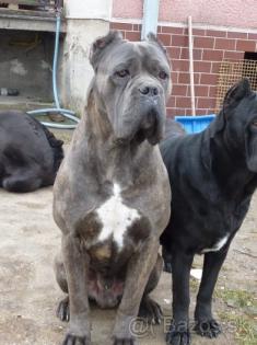 Cane Corso Hundebabys SLOVAKIA