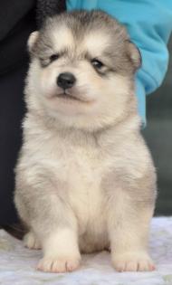 Alaksan malamute welpen mit FCI stammbaum 