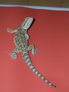 Pogona Vitticeps Bartagamen abzugeben