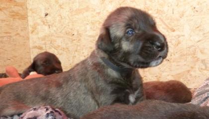 Irish Wolfhound Welpen Vom Königsgut