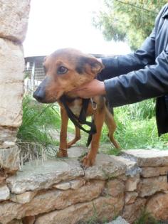Cora   sie wurde in Constanzes Zwinger entdeckt   sie ist Mrs Elenis No 35