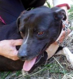 Paula - Mrs Elenis No 27: Sie kam mit 8 Wochen in diese Hundepension und lebt se