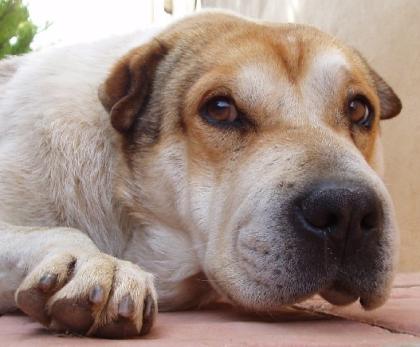 Pasquallito -der Shar Pei Mix lief während des Osterfeuerwerks panisch auf der v