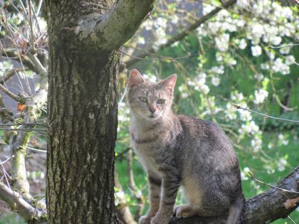 Wilma hat ihr Heim verloren   sie braucht ein Neues samt Freigang