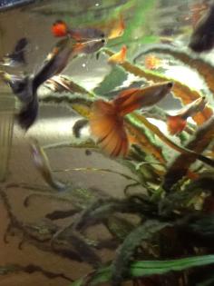 Guppys aus eigene Hobby-Zucht