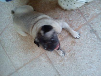Mops(hündin)