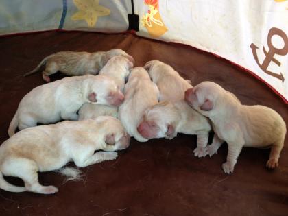 7 süße Labradorwelpen Labradorrüden hell gelb suchen ein zu Hause