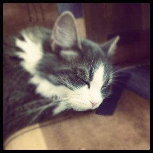Sibirische waldkatze sucht dringend neues zuhause!!