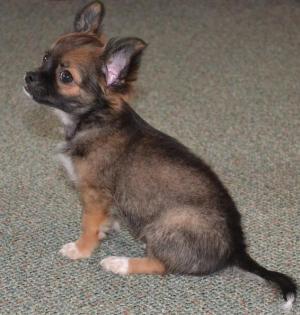Typvoller Chihuahuawelpe (Rüde) aus seriöser VDH Zucht abzugeben