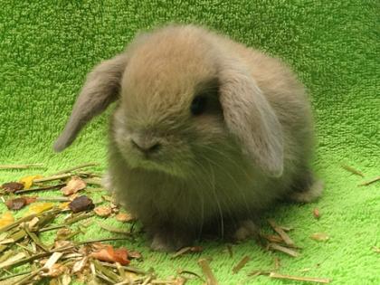 NHD, die kleinsten Zwergwidder, Kaninchen mit Schlappohren