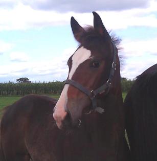 STUTFOHLEN - TOP SPRINGNACHWUCHS (Cordynox x Lancer III)