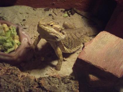 Bartagame mit Kompletten Terrarium abzugeben Maße : 120x60x60 