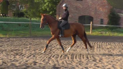Mecklenburger Warmblutwallach mit viel Qualität!!