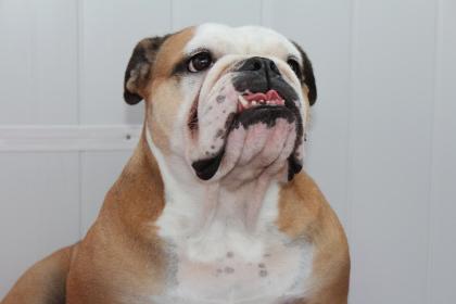 DRINGEND Englische Bulldogge zu verkaufen