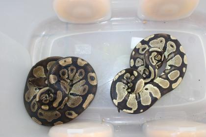 Königs-Pythons Pärchen abzugeben