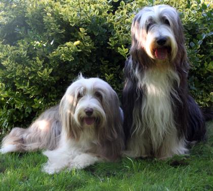 Bearded Collie Welpen