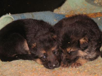 Schöne Schäferhundwelpen