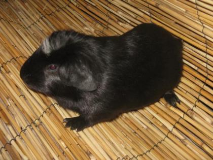 CUY Riesnemeerschweinchen XXL Meerschweinchen Züchtbock