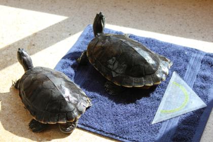 2 Gelbwangenschmuckschildkröten zu verschenken