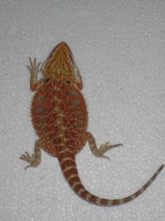 Wunderschöne Farbbartagamen! Red, Firetiger, Orangetiger