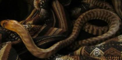 Woma Python / Aspidites Ramsayi 1.0 DNZ
