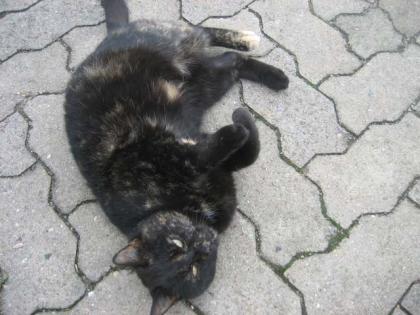 Katze zu verschenken!