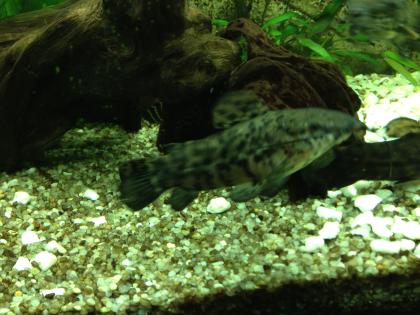 Fiederbartwelse -  Synodontis eupterus