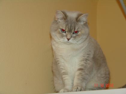 BKH Katze silver-shadded