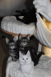 Aristopearls: Maine Coon Kitten