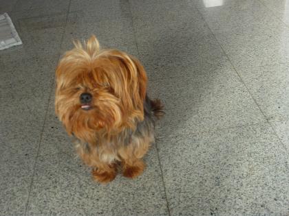 Verschmuster kleiner reinrassiger Yorkshireterrier-Rüde abzugeben
