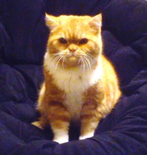 BKH Deckkater