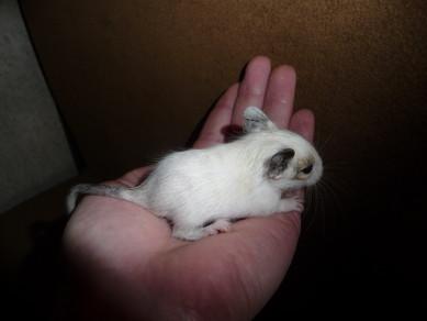 Degu Superschecke - Blauträger (männlich)
