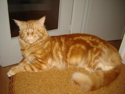 Deckkater Maine coon in  Paradise red  München           