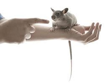 Gambianische Riesenhamsterratten
