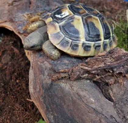 Griechische Landschildkröten (Thb)