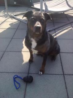 Dringend Hundesitter/in gesucht Raum 2540 Grenchen SO