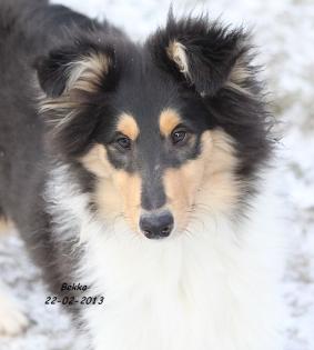 Bekka ein Colliewelpe / weiblich / Papiere Cfbrh - VDH  sucht ...