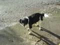 Bella (Rania), Möglicherweise Border-Collie-Mix, weiblich, ca. 38 cm, ca. 13 kg,