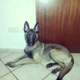 7 monate alte malinois hündin