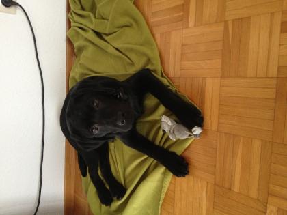 Labrador Tyson sucht ein neues Zuhause! 