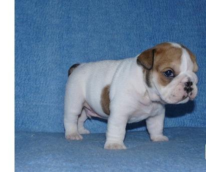 Wunderschöne typvolle English Bulldog Welpen zu verkaufen