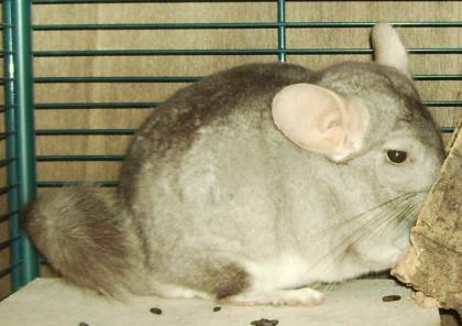 Süßer 6-jähriger Chin-Bock sucht liebevolles zu Hause und neuen Partner/in